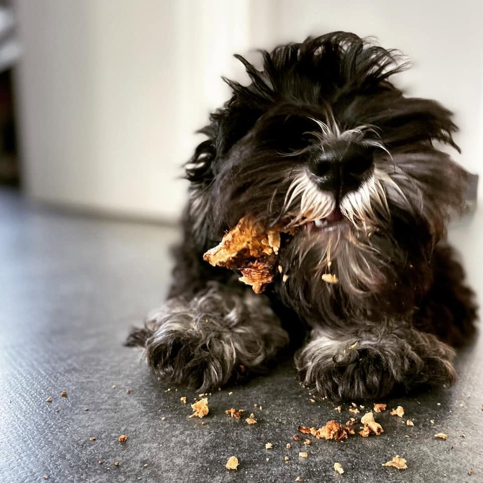 Skaylink: Our four-legged office colleague
